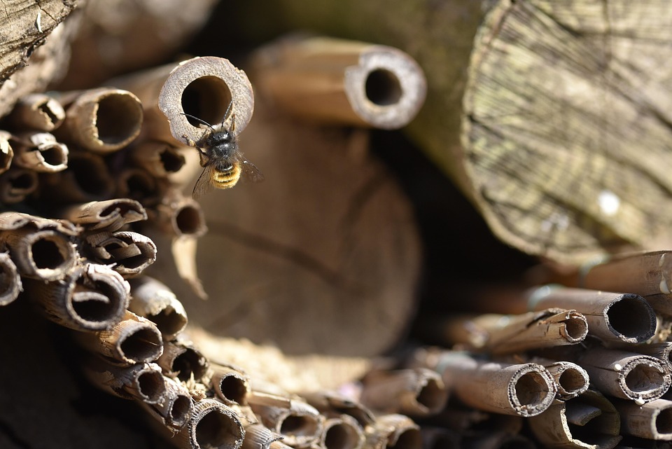 Solitary Bee, Bee, Wild Bee, Insect, Nature, Garden