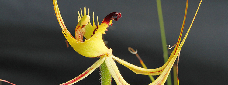 Spider Orchid