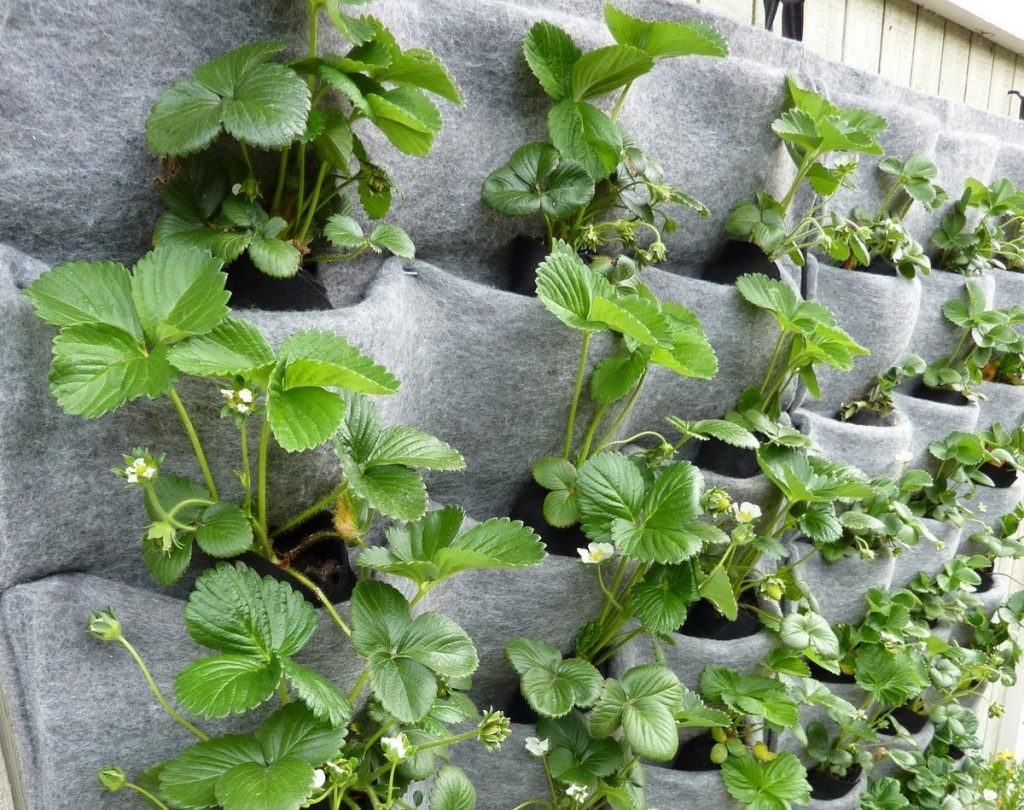 Wall created with strawberry plants