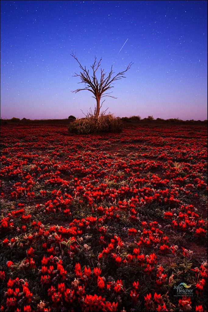 Sturt desert peas