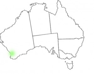 Stylidium brunonianum Benth. map