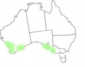 Stylidium calcaratum map