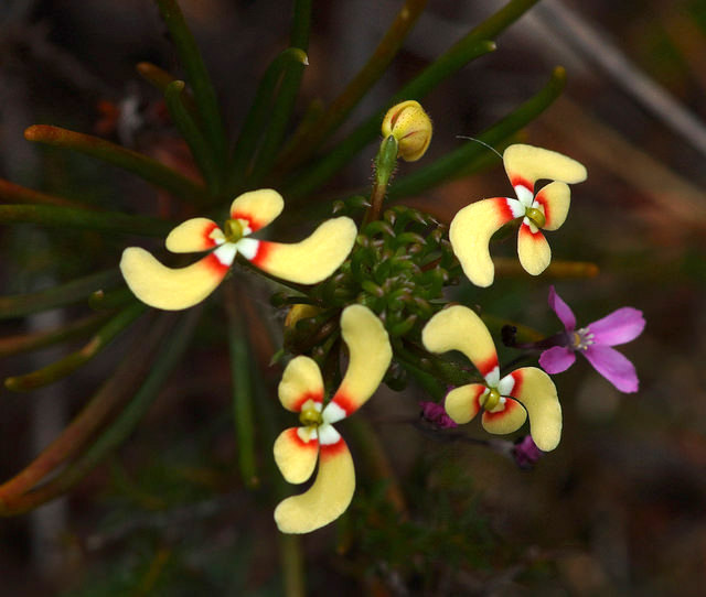Stylidium eriopodum