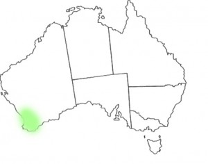 Stylidium eriopodum DC map
