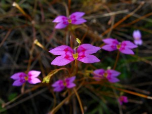 Stylidium fluminense flower