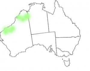 Stylidium fluminense map