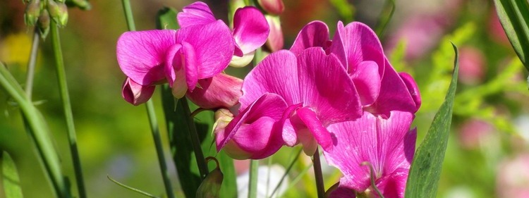 Purple Sweet Pea Flowers