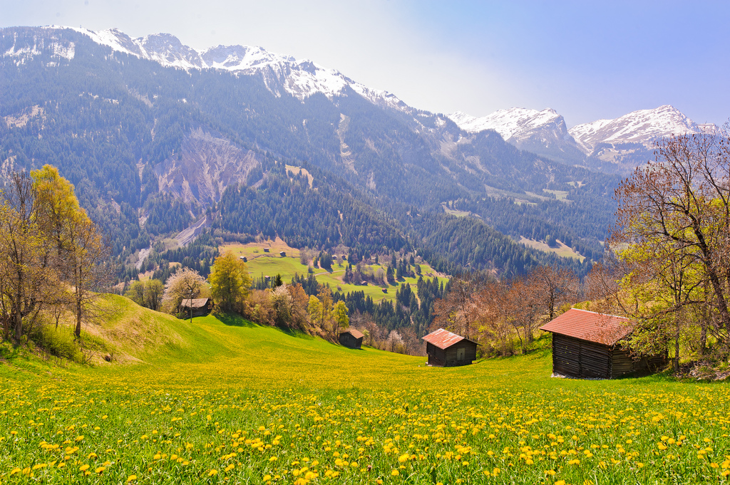 Swiss alps flower field
