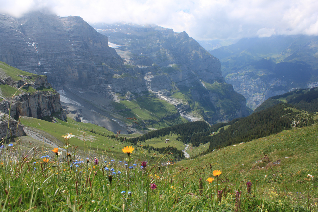 Swiss Alps Flowers 2