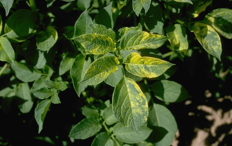 Mosaic Viruses Plant Example