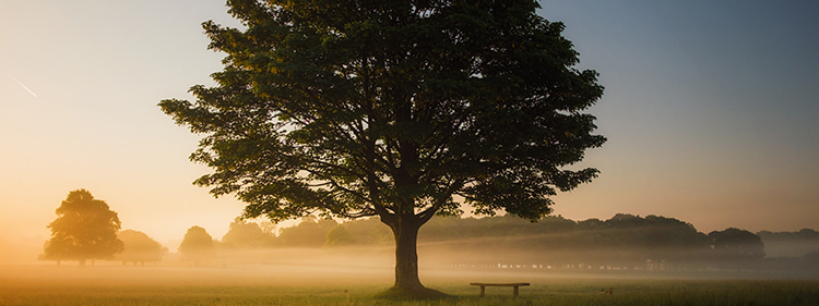 Green leafed tree surrounded by fog 
