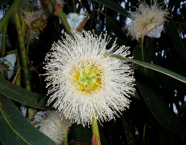 Tasmanian Blue Gum flower