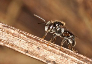 Stingless Bee