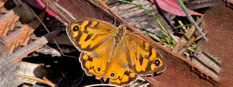 Common Brown Butterfly