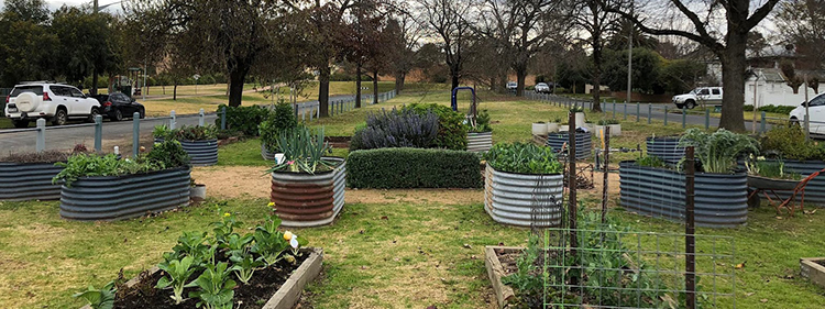 Plants planted in tin boxes here and there in an open field