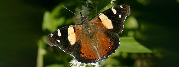 Yellow Admiral Butterfly