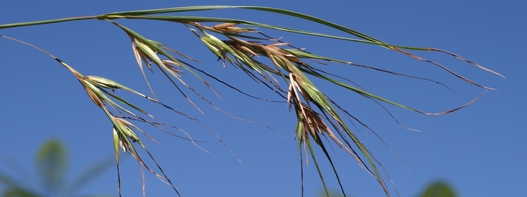 Sun Burnt plant from the harvest seeds and native plants nursery, Sydney