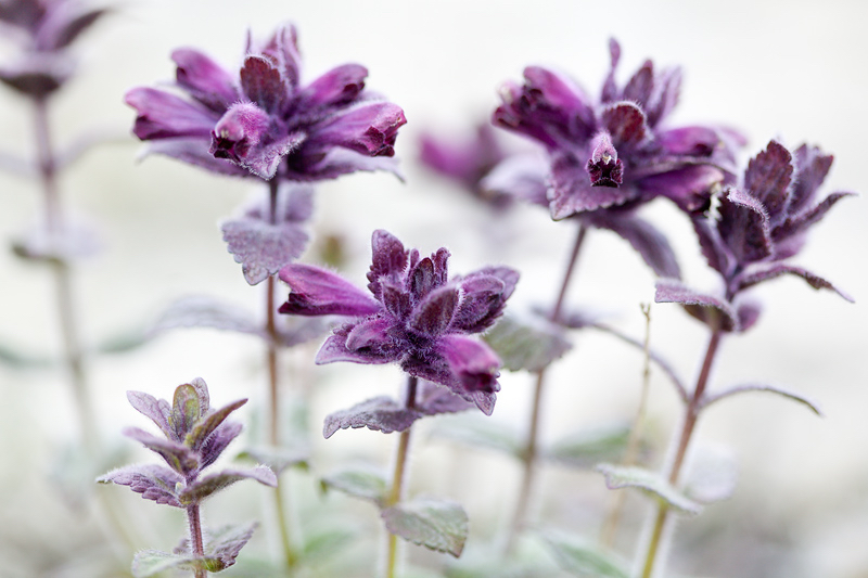 Alpine Bartsia flowers