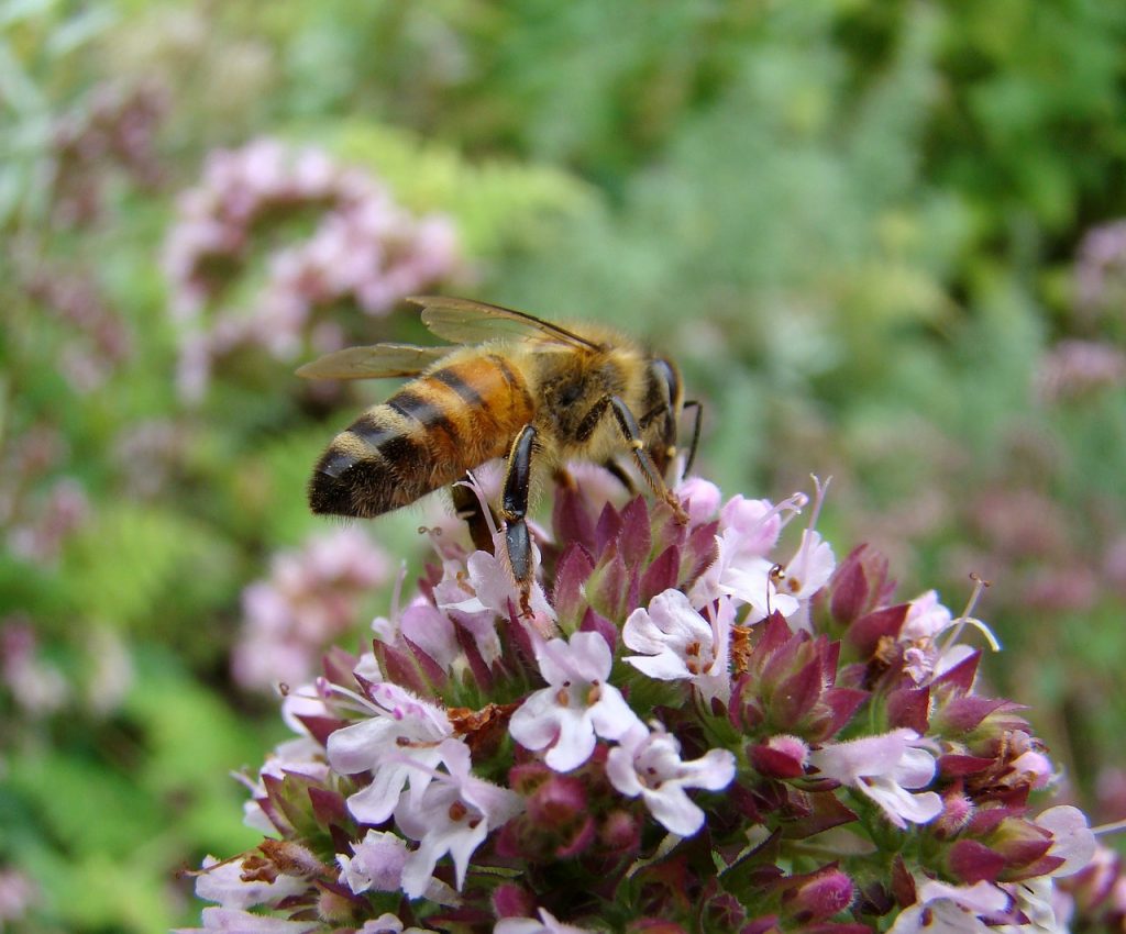 Thyme Flower