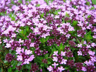 Flowers instead of pesticides - A guide to pesticide alternatives