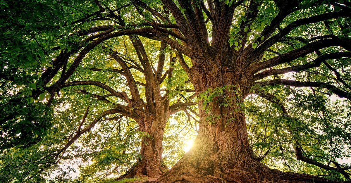 The Most Iconic Trees in Sydney