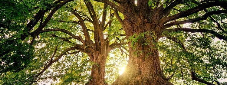 Trees in the forest