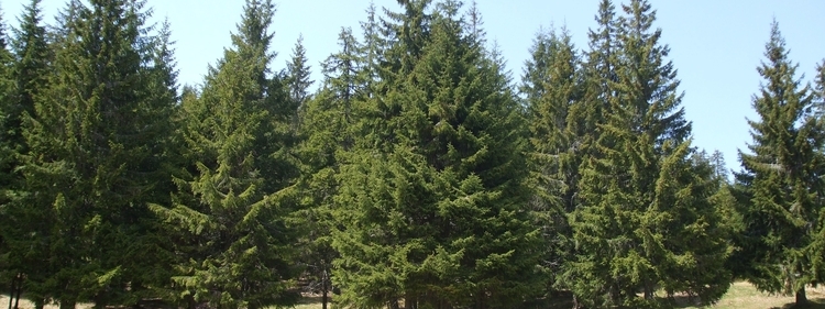 Norfolk Island Pines