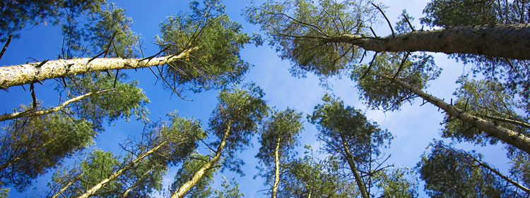 Nature conceptual image. Trees in the forest.