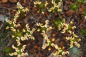 Stylidium flowers