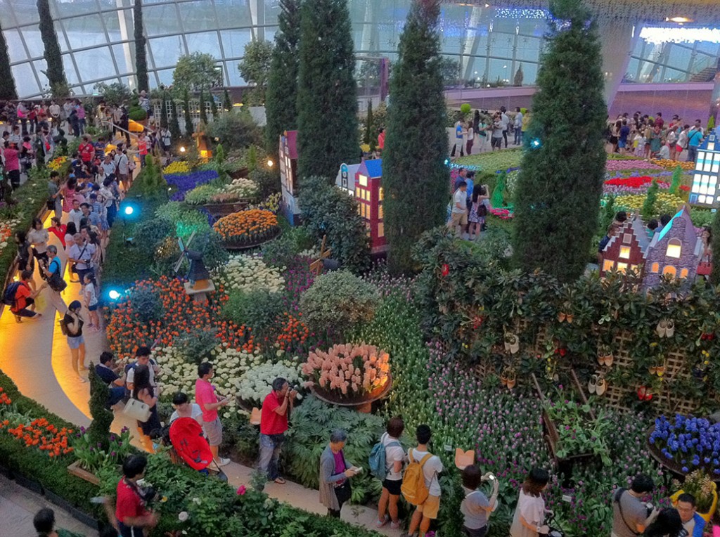 Singapore Orchids At The Source!