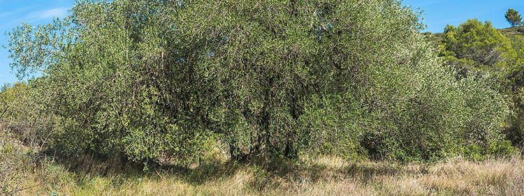 Olive tree