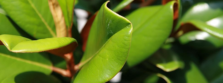 Green Leaves of Magnolia