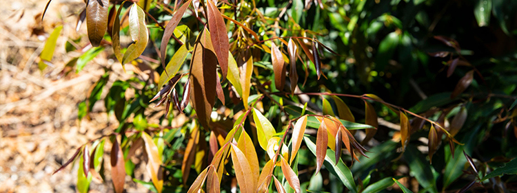 Weeping Lilly Pilly Leaves