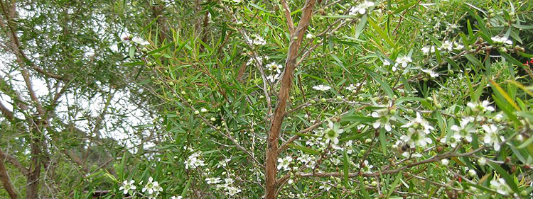 Tea tree with white flowers and green leaves