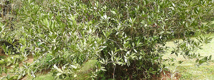 Bay Tree with Green Leaves