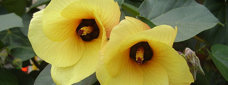 Sea Hibiscus Flowers
