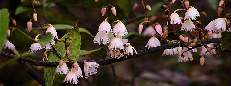 Blueberry Ash Flowers