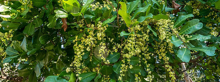 Tuckeroo tree