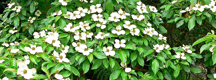 Evergreen Dogwood Tree with White Flowers