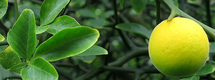 Evergreen Citrus Tree with green leaves and yellow fruit