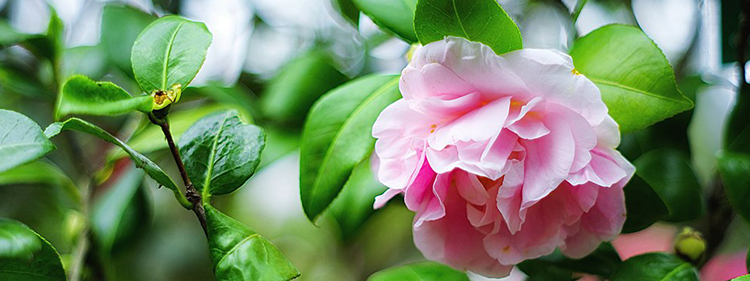 Camellia Flower with Green Leaves
