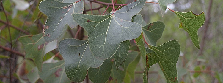 Kurrajong Bottle Tree with Green leaves