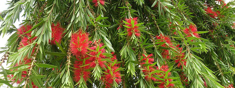 Bottlebrush Flowers with Green Leaves
