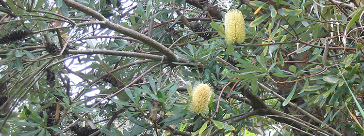 Banksia Tree with Green leaves