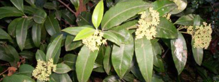 Lemon Myrtle Green leaves and white flowers