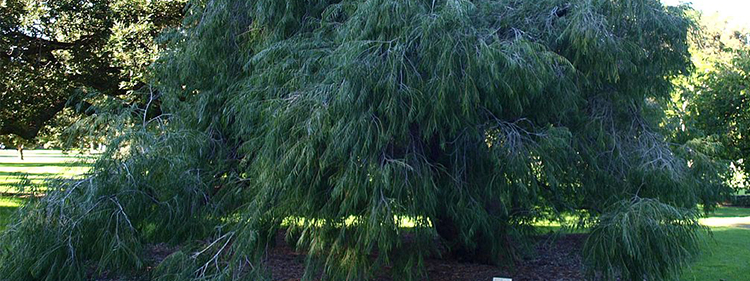 Evergreen Tree-Willow Myrtle