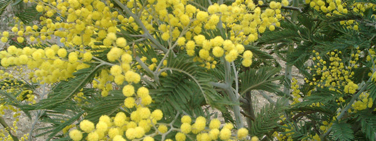 Wattle tree with yellow flower and green leaves