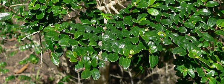 Green leaves of Vanilla tree