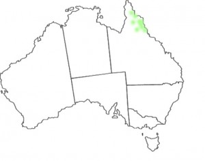 Vappodes phalaenopsis map