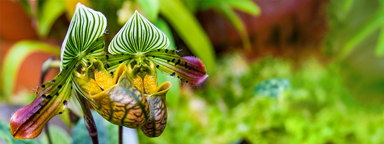Slipper Orchid